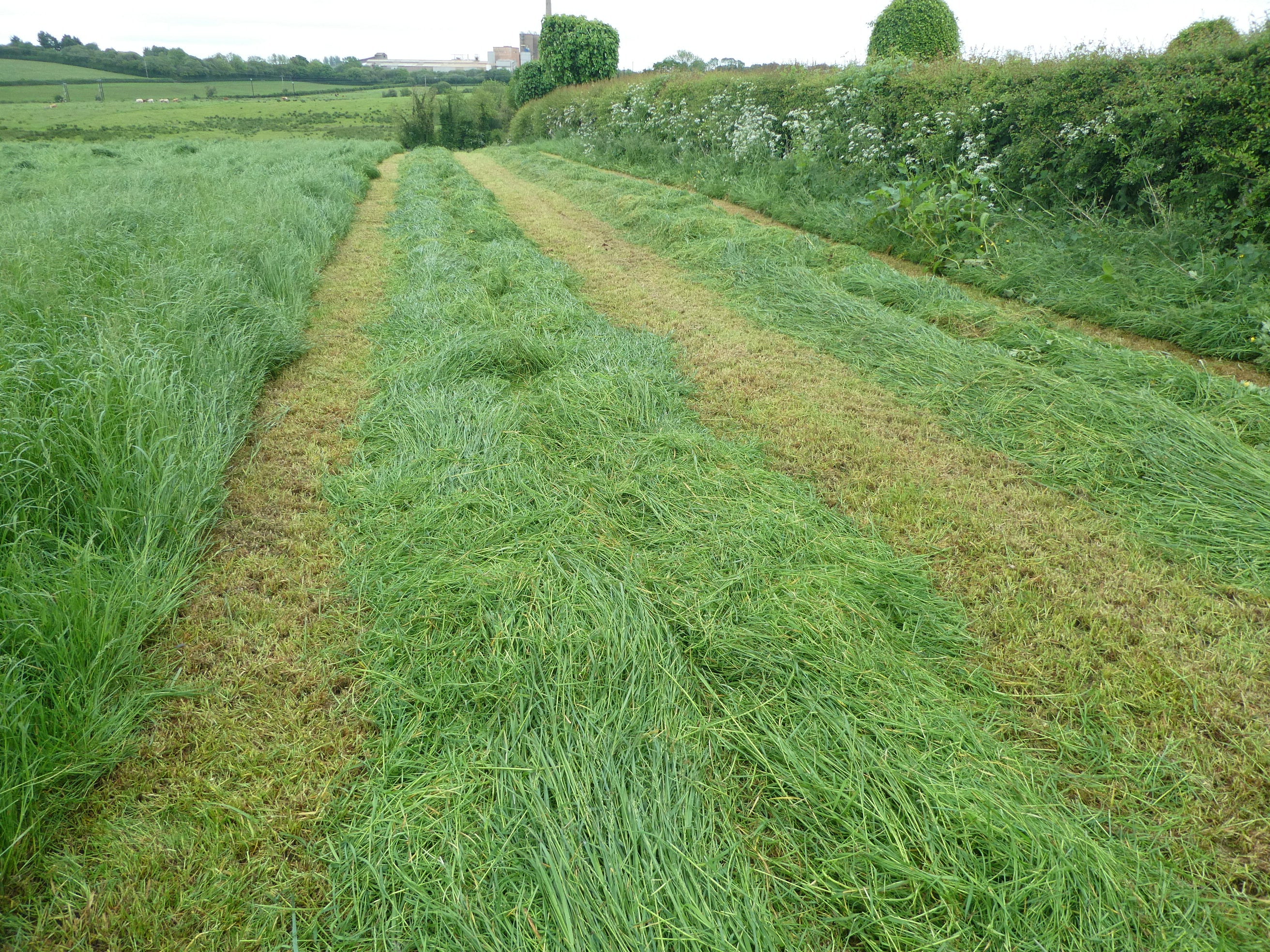 Claas Corto 3100fn Front mower