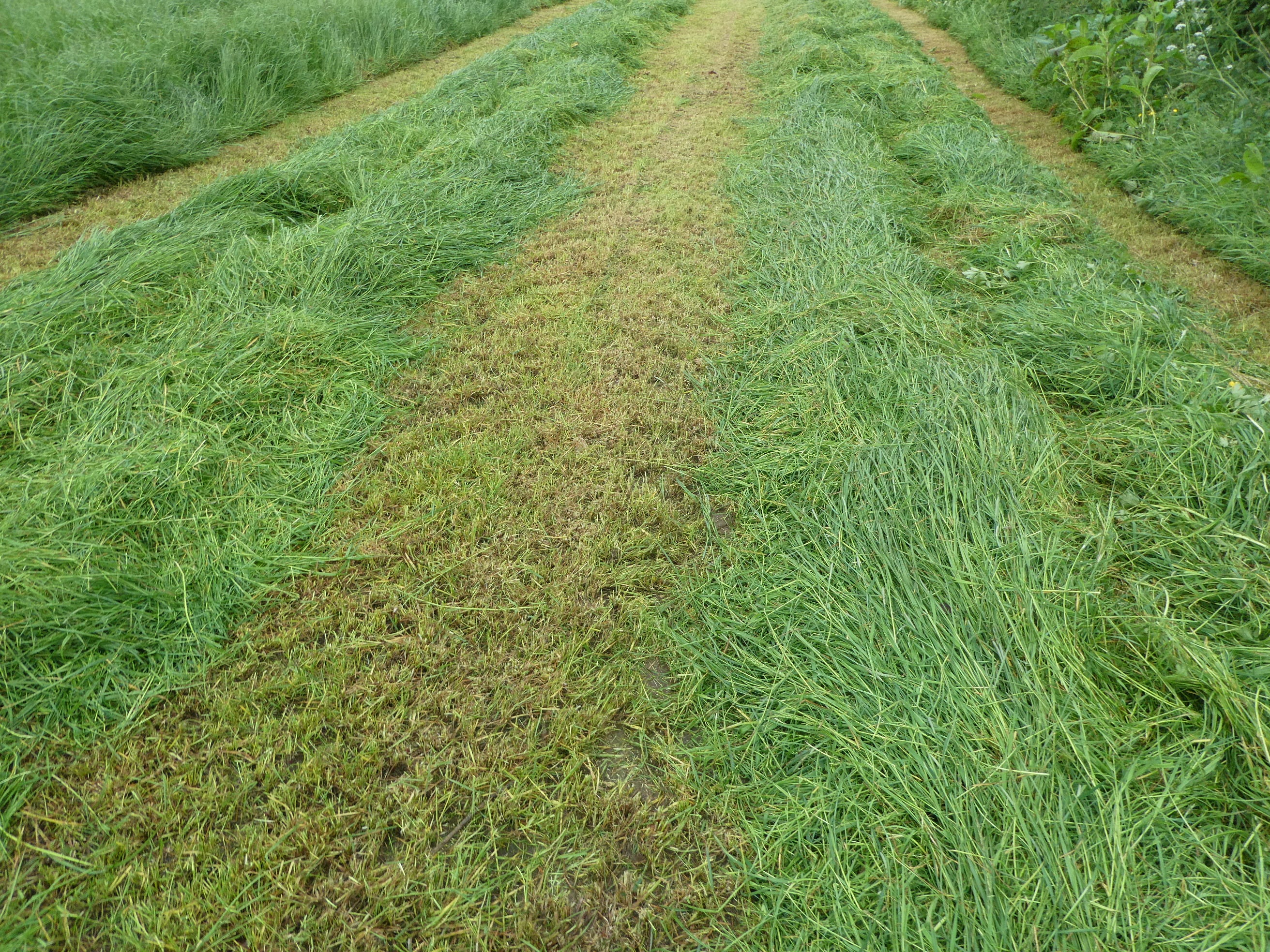 Claas Corto 3100fn Front mower