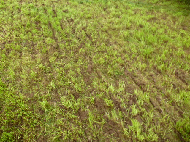 Moore Trailed 32 row Grassland UniDrill